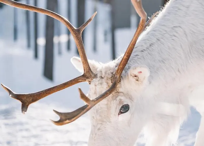 Hotel Nova Skyland 5*